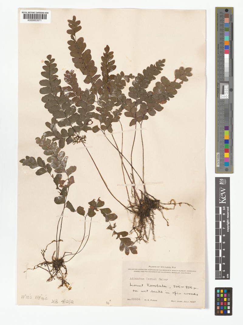 Adiantum hornei photo 4