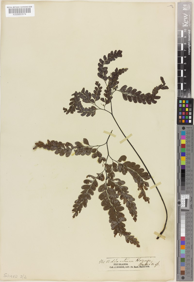 Adiantum hornei photo 5