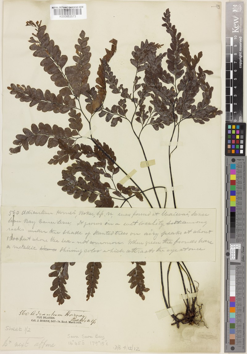 Adiantum hornei photo 6