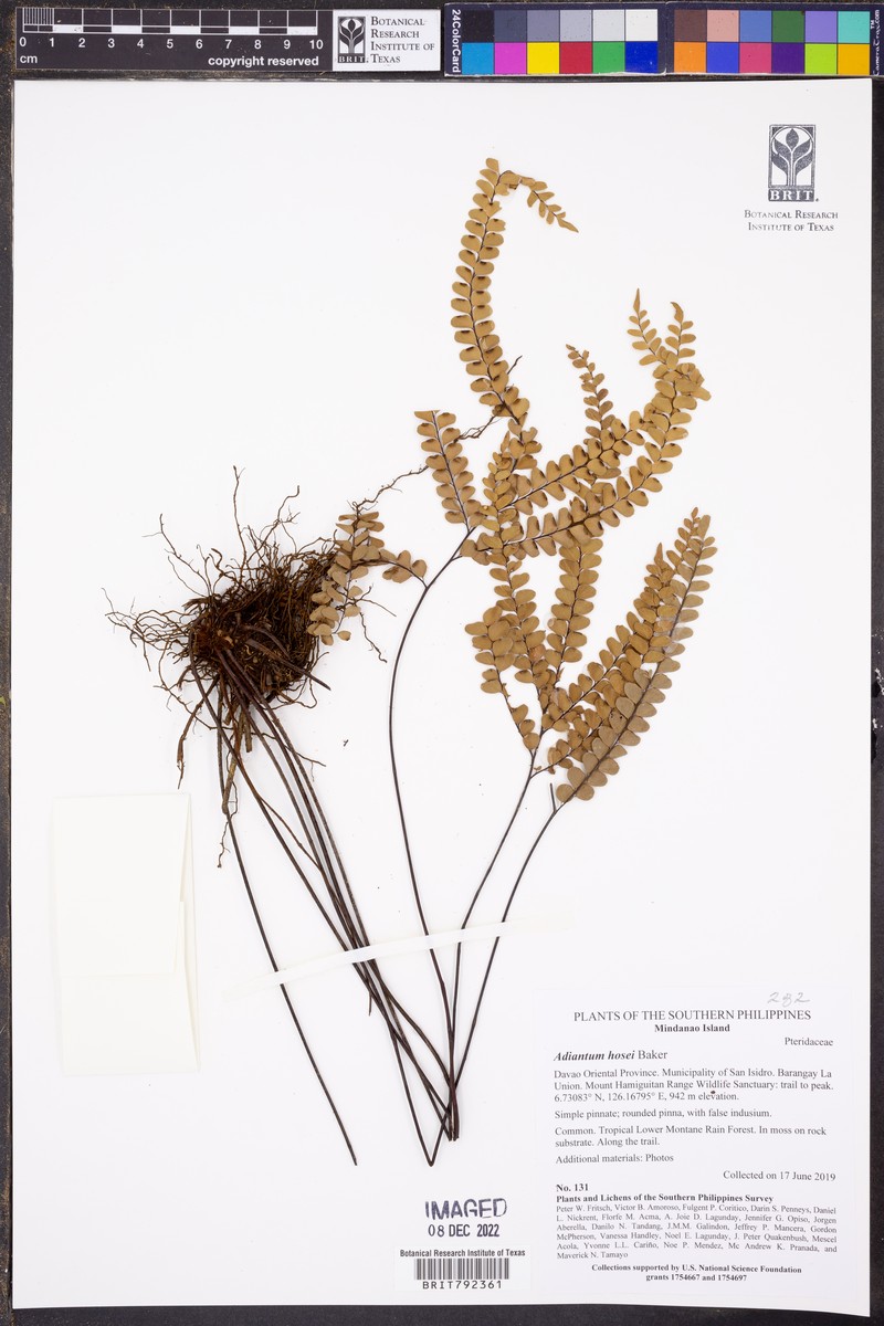 Adiantum hosei photo 2