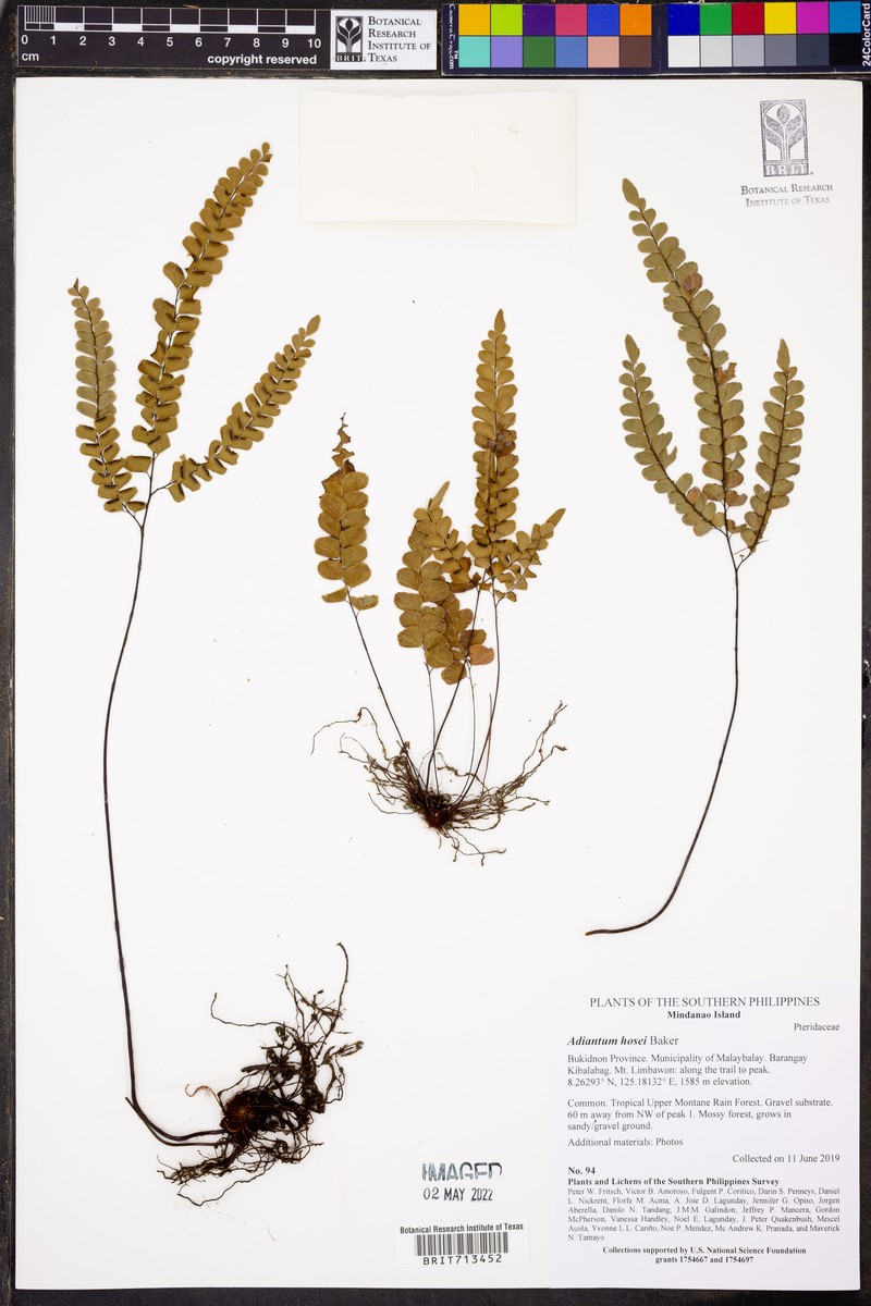 Adiantum hosei photo 3