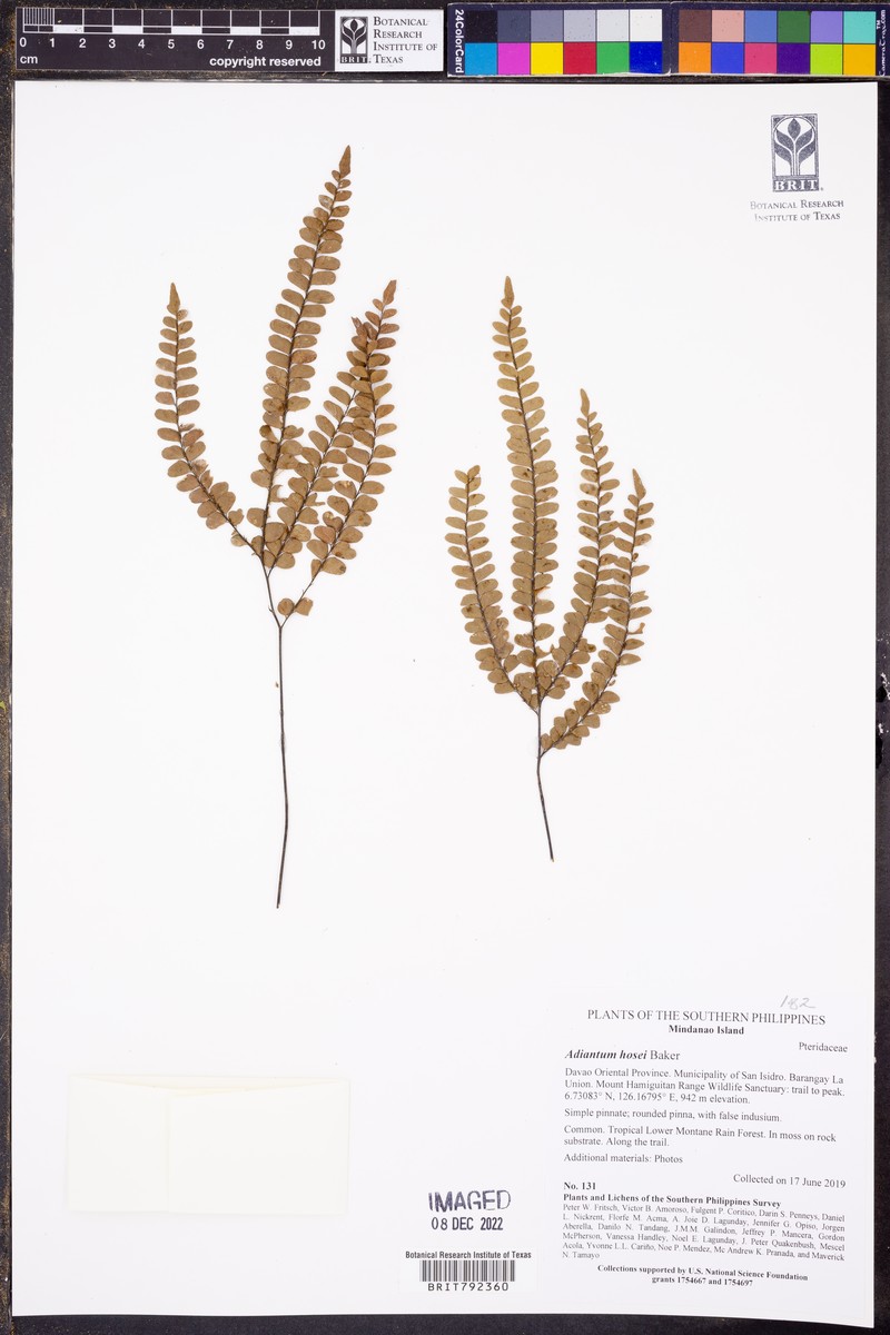 Adiantum hosei photo 4