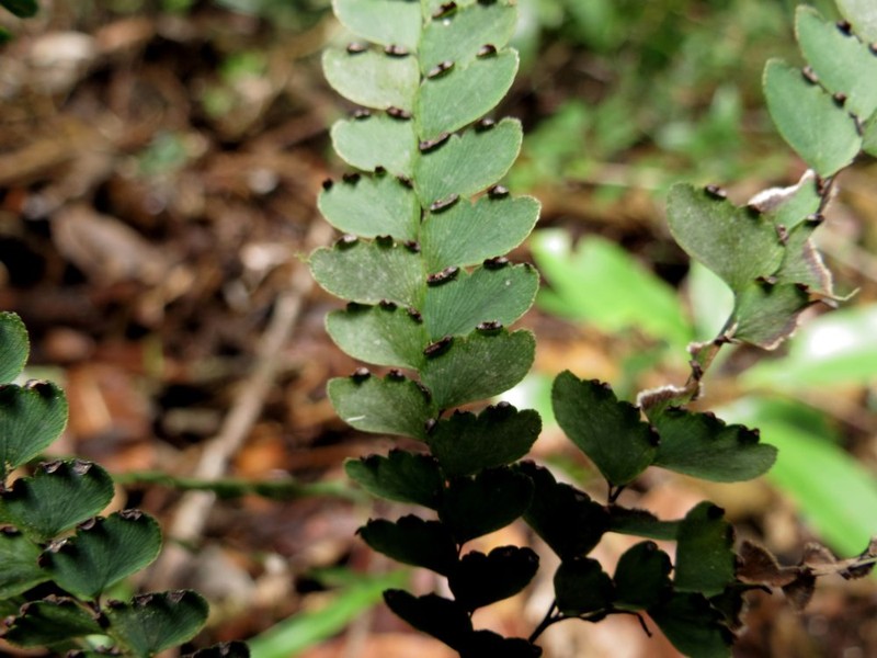 Adiantum hosei photo 5