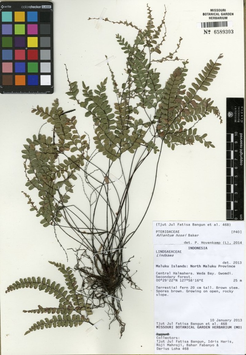 Adiantum hosei photo 6