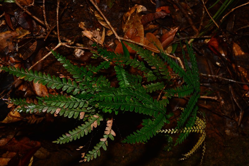 Adiantum hosei photo 7