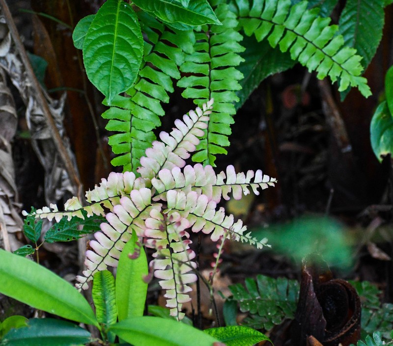 Adiantum humile