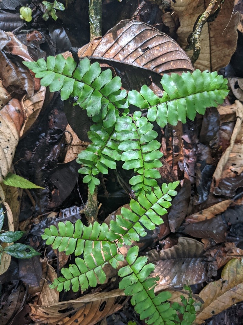Adiantum humile photo 2