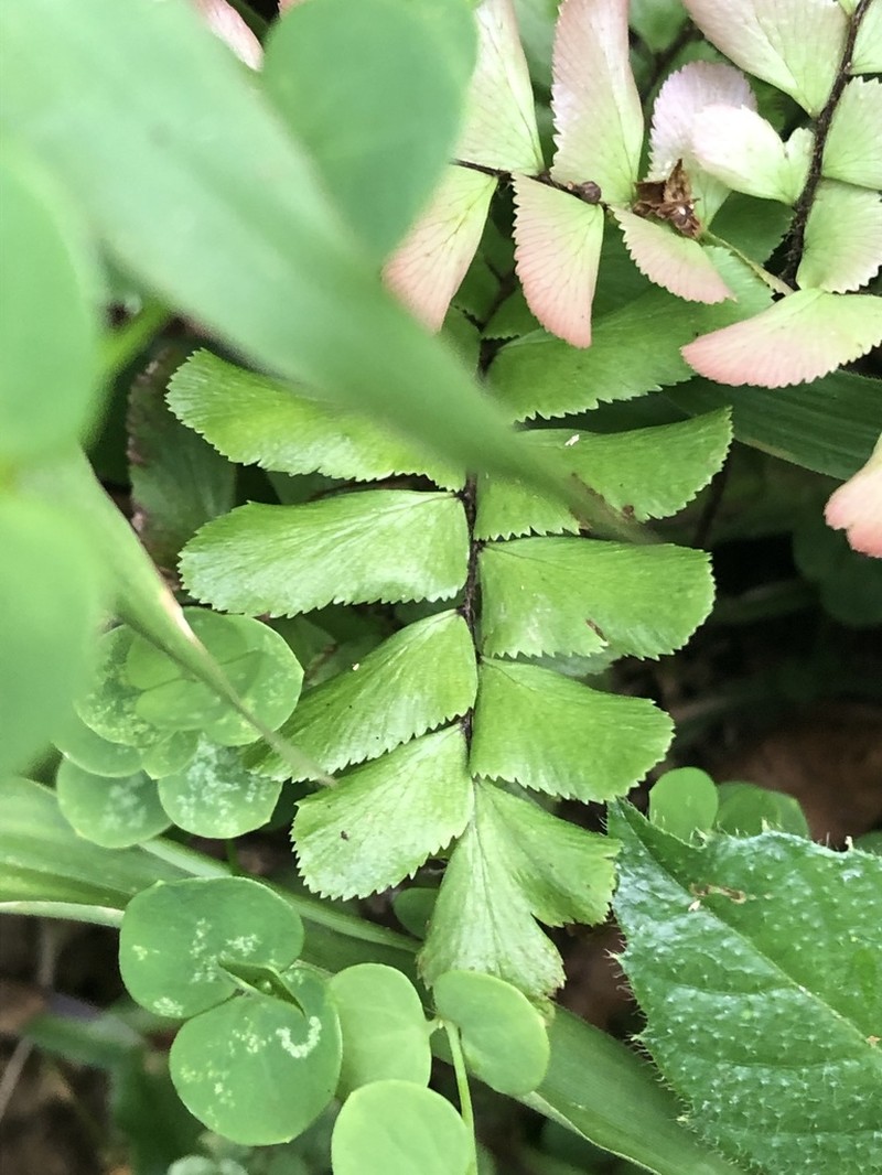 Adiantum humile photo 3