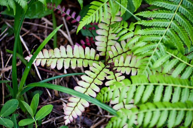Adiantum humile photo 4