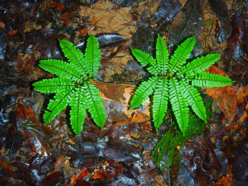 Adiantum humile photo 5