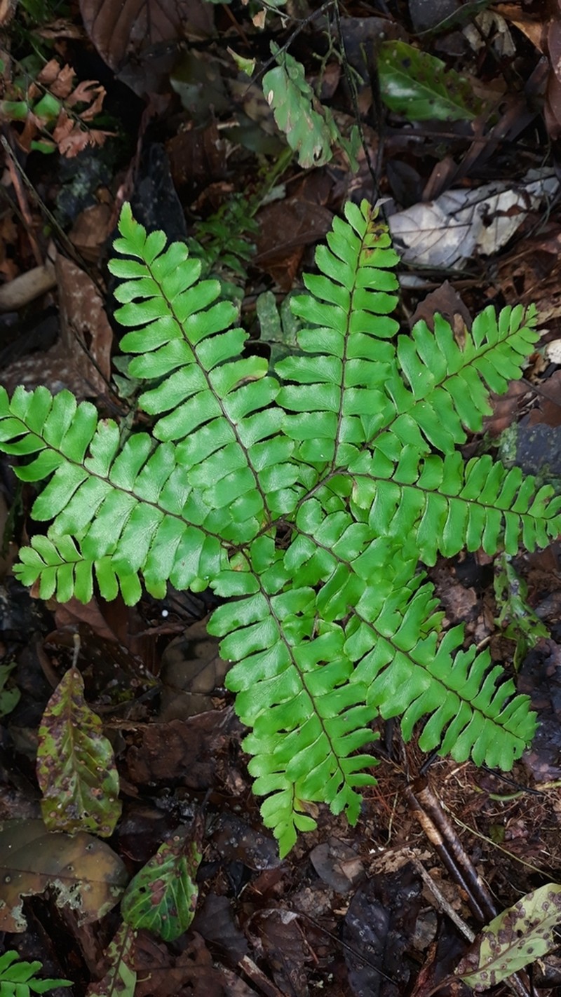 Adiantum humile photo 6