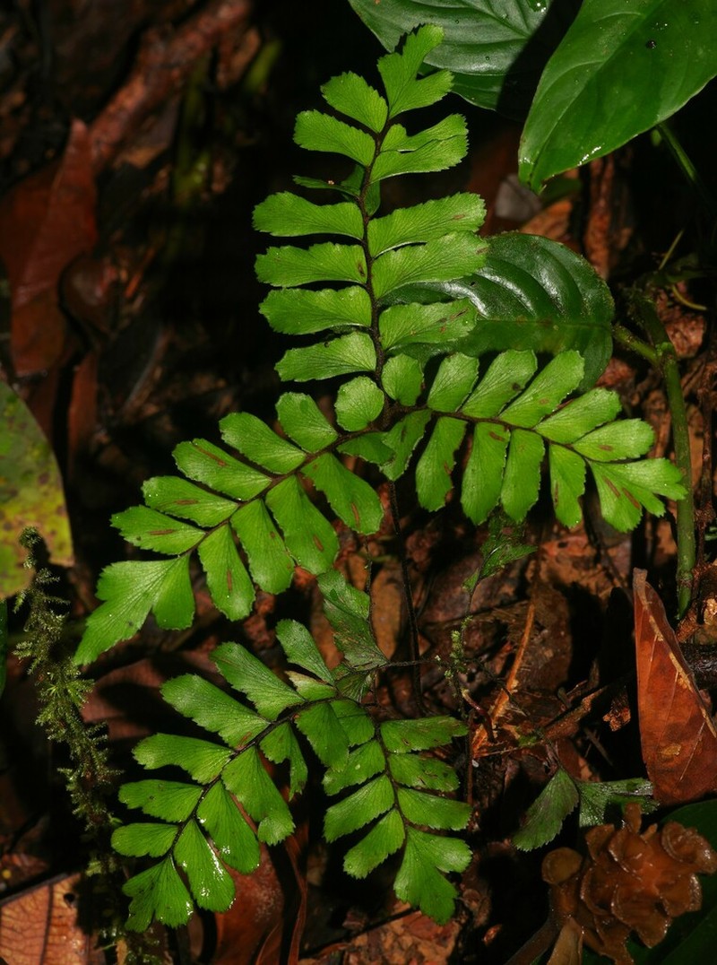 Adiantum humile photo 7