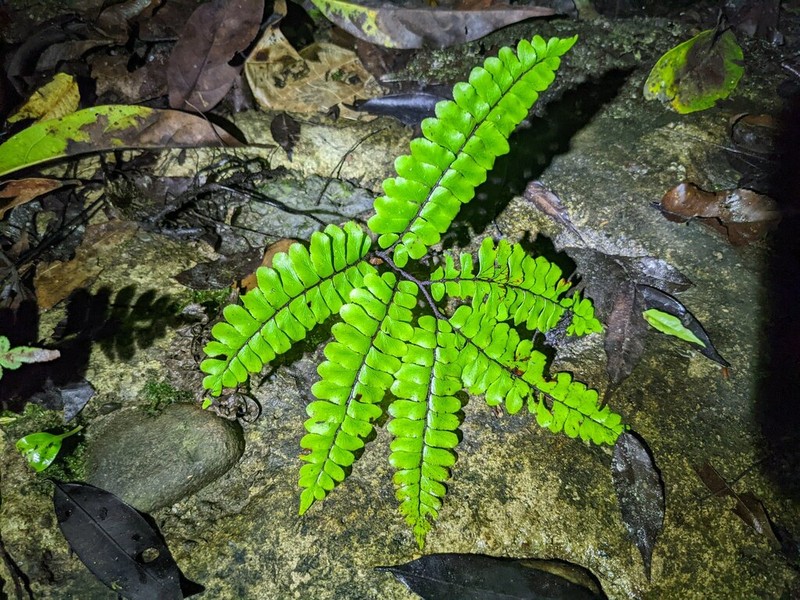 Adiantum humile photo 8