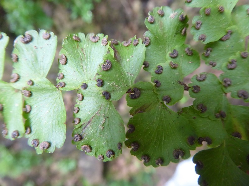 Adiantum imbricatum