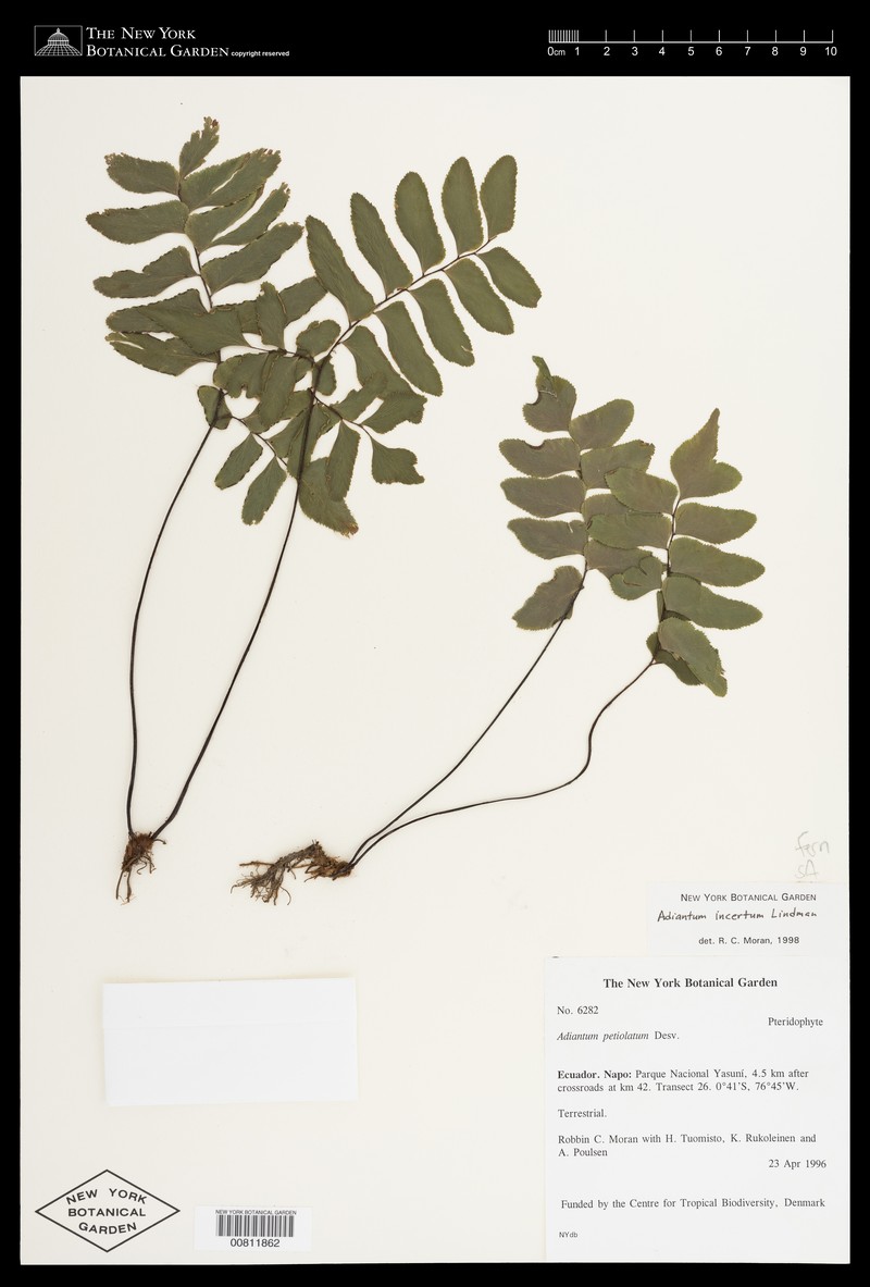 Adiantum incertum