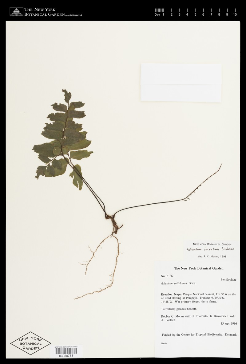 Adiantum incertum photo 2
