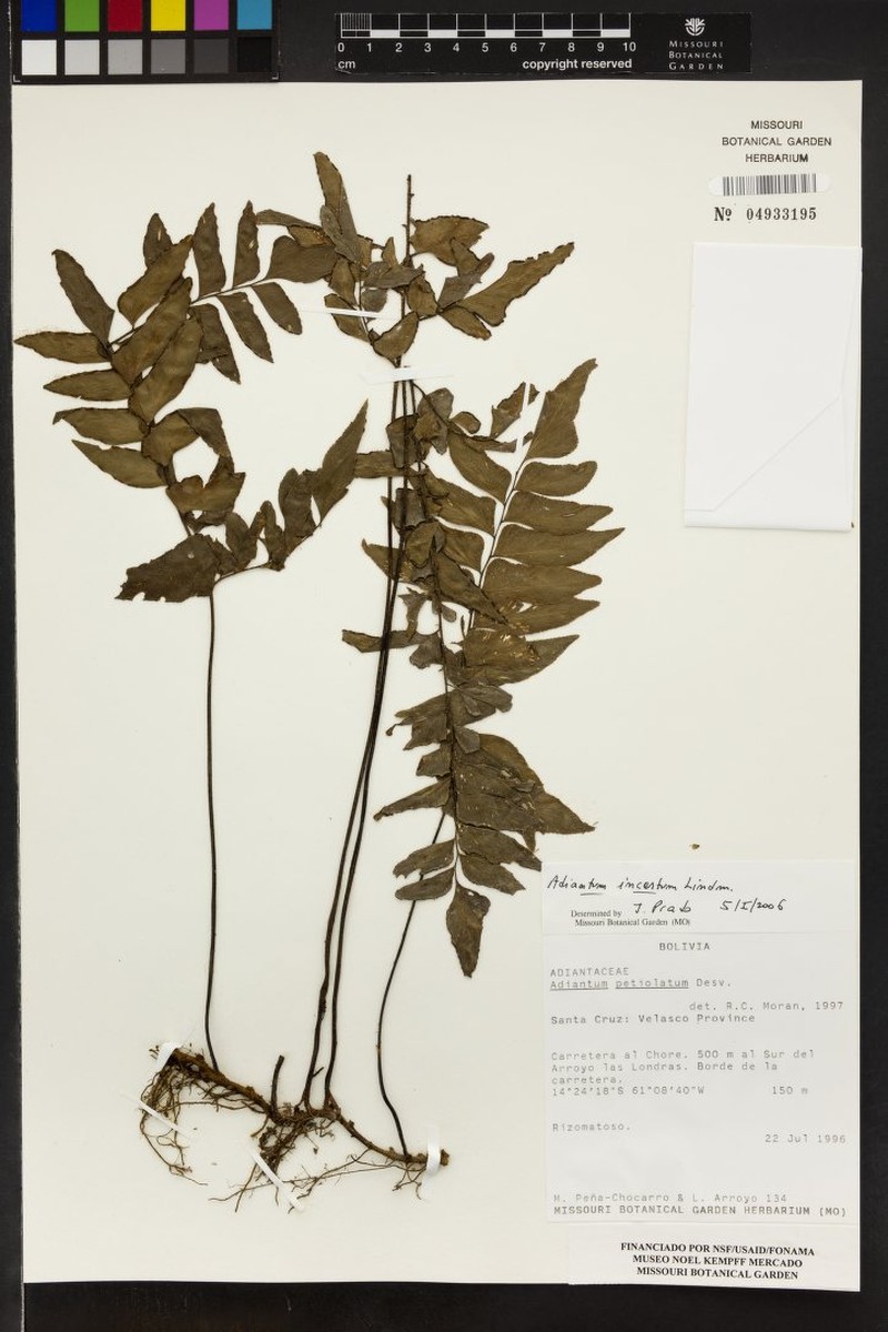 Adiantum incertum photo 3
