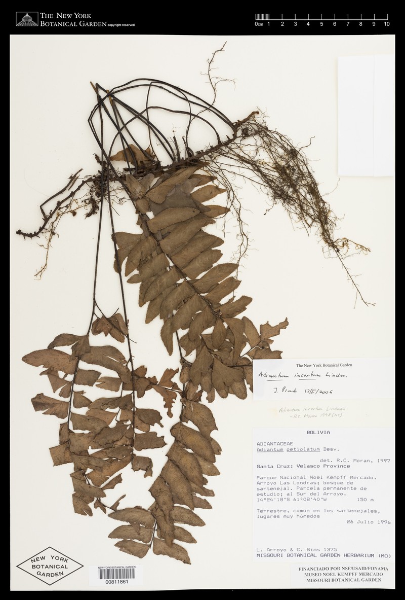 Adiantum incertum photo 4