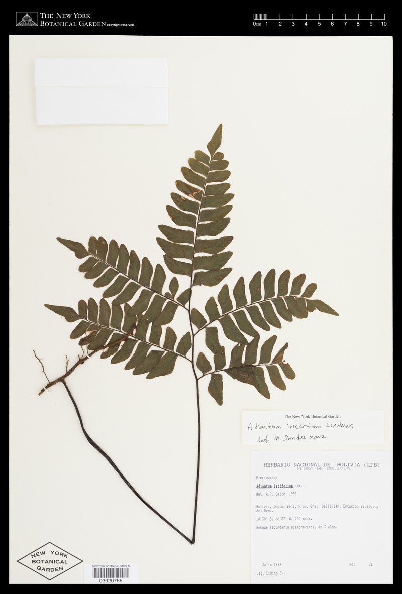 Adiantum incertum photo 5