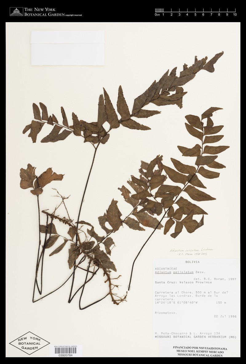 Adiantum incertum photo 6