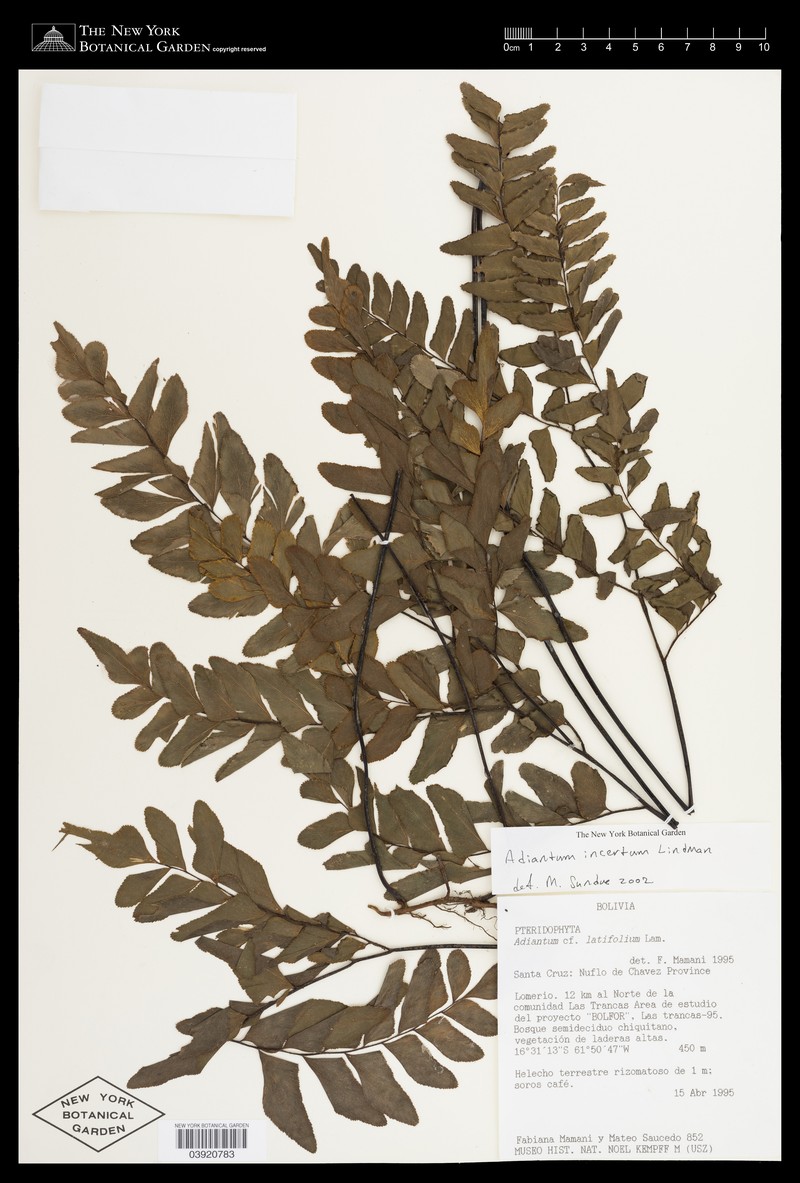 Adiantum incertum photo 7