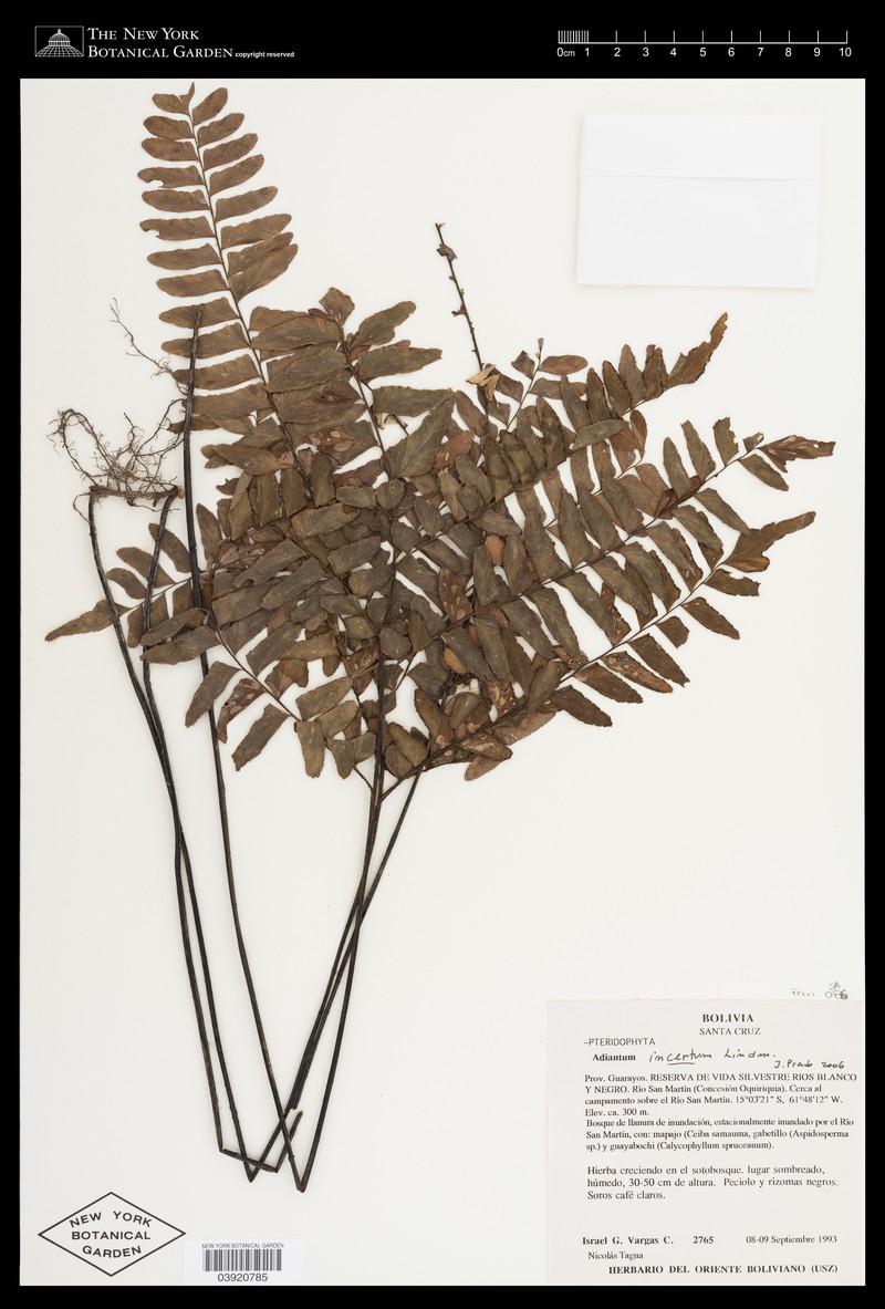 Adiantum incertum photo 8