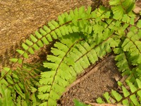 Adiantum incisum