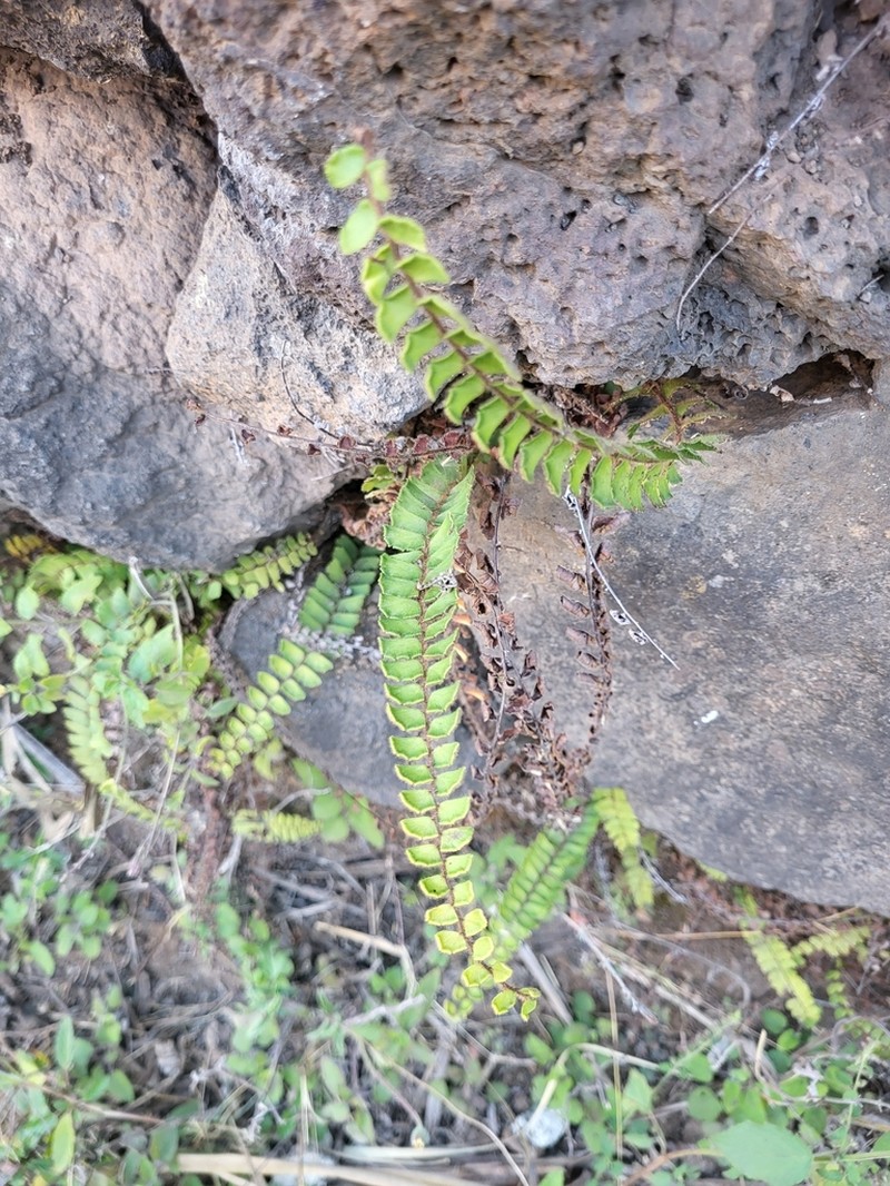 Adiantum incisum photo 2