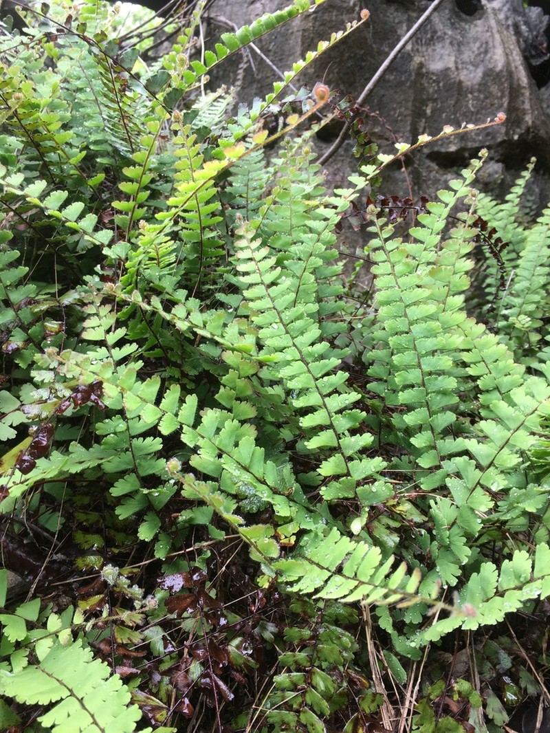 Adiantum incisum photo 3