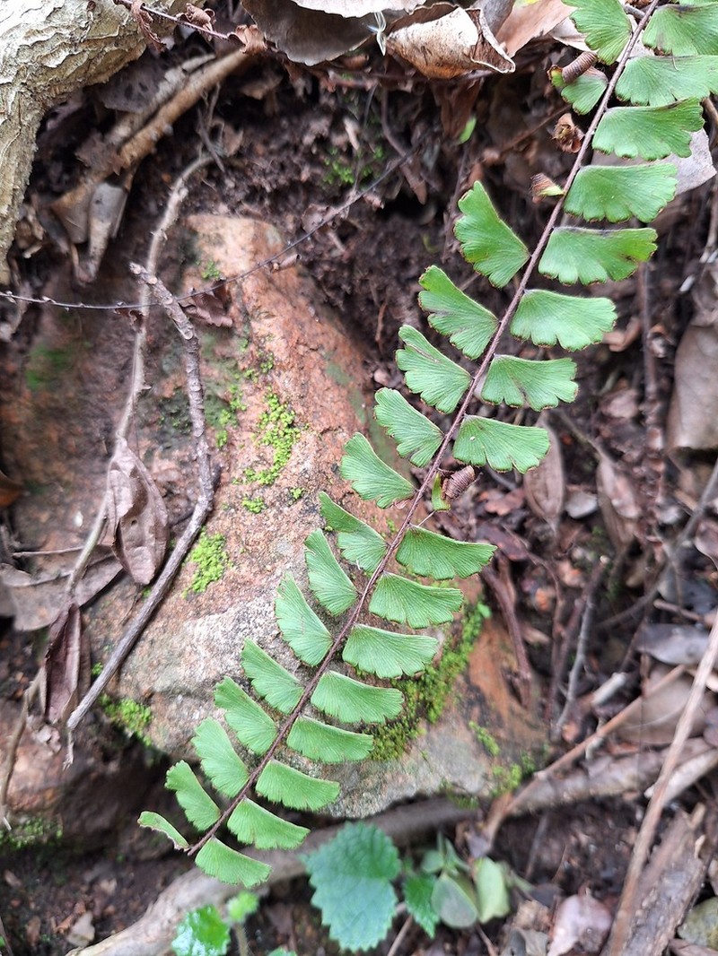 Adiantum incisum photo 4