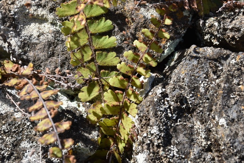 Adiantum incisum photo 5