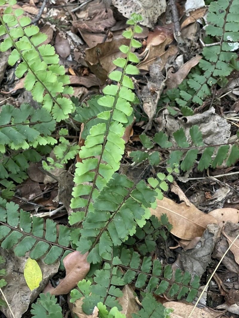 Adiantum incisum photo 6