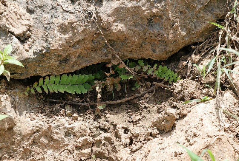 Adiantum incisum photo 7