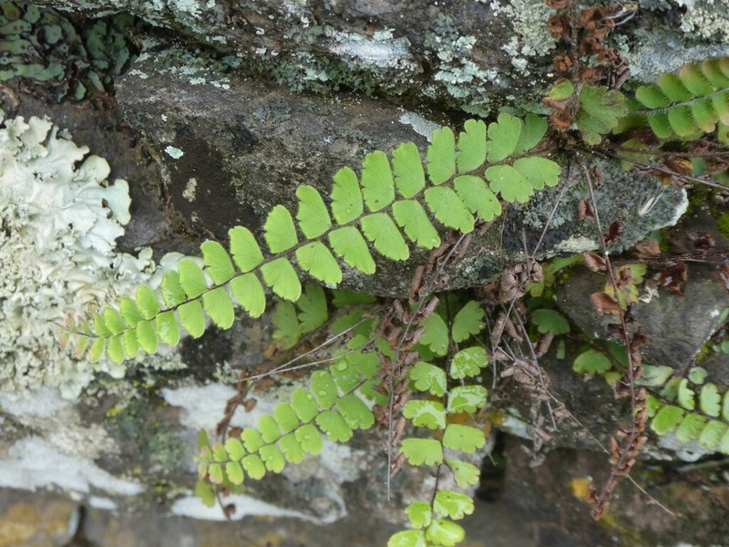 Adiantum incisum photo 8