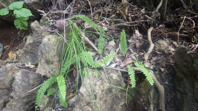 Adiantum incisum subsp. incisum photo 2