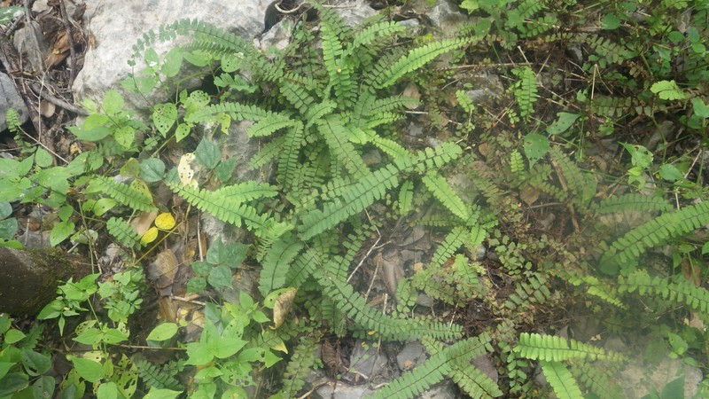 Adiantum incisum subsp. incisum photo 3