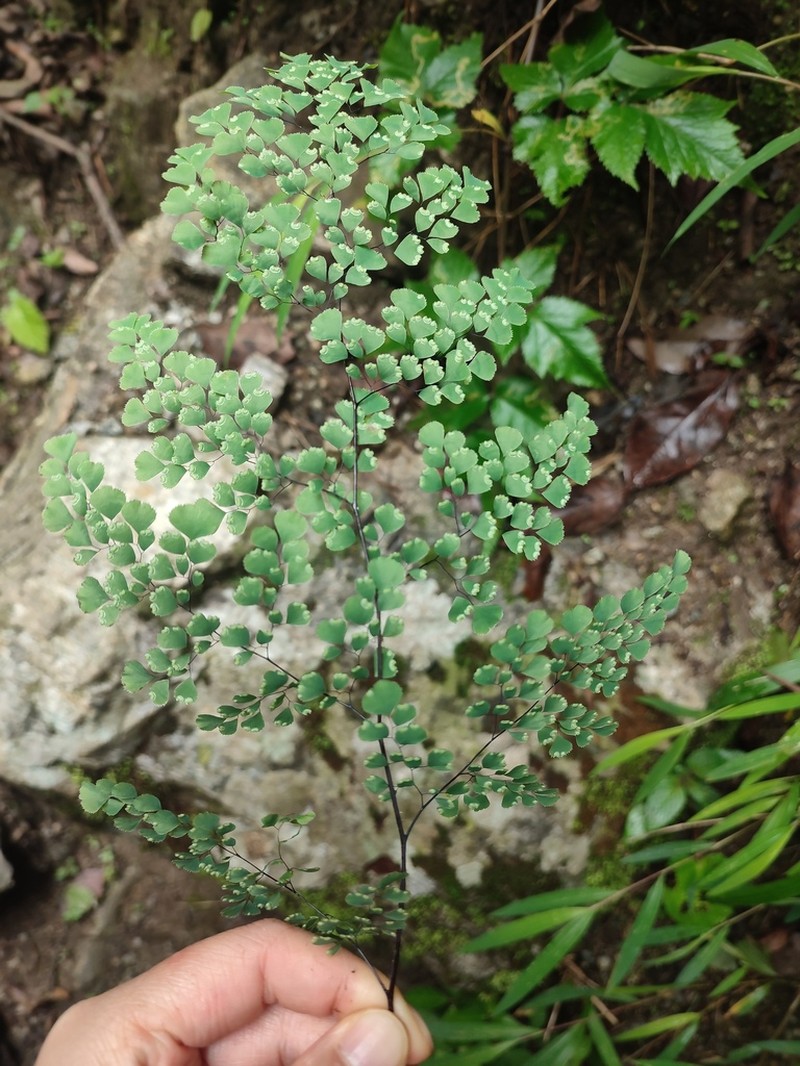 Adiantum induratum