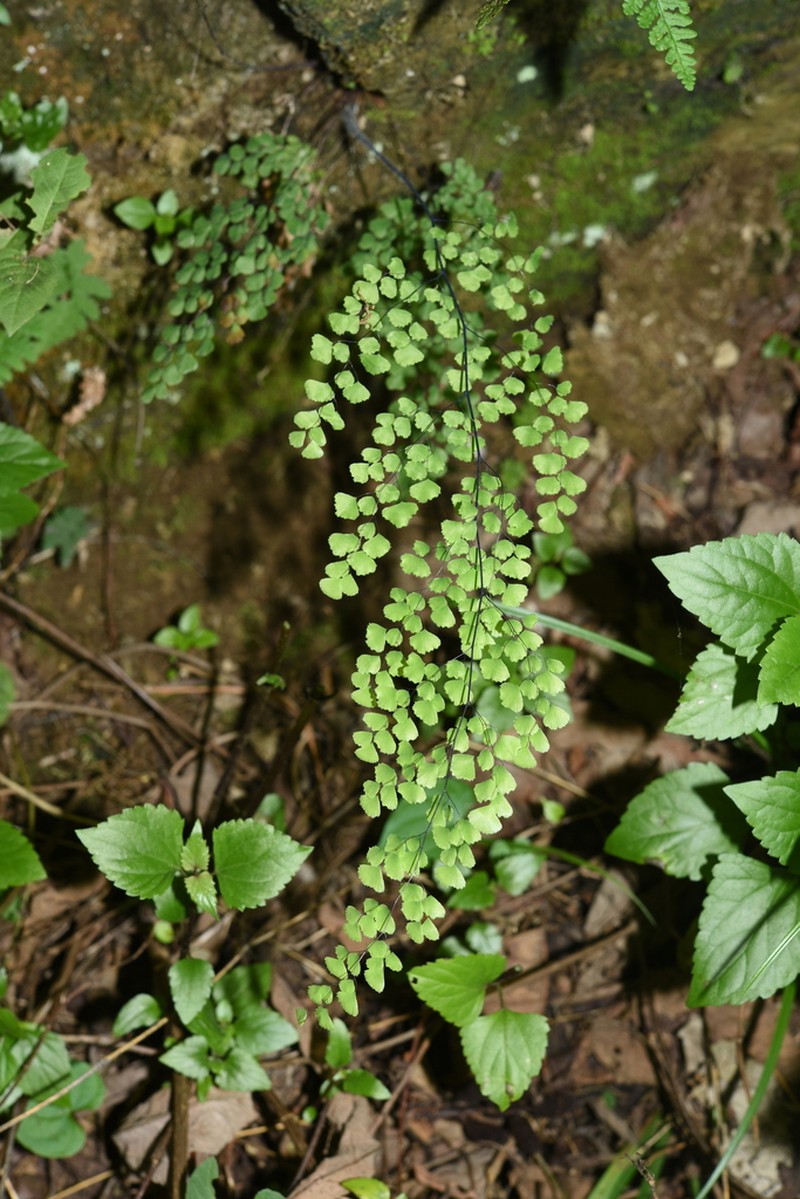 Adiantum induratum photo 3