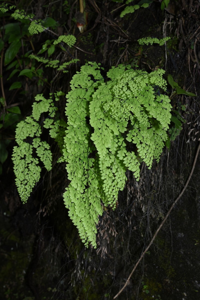 Adiantum induratum photo 4