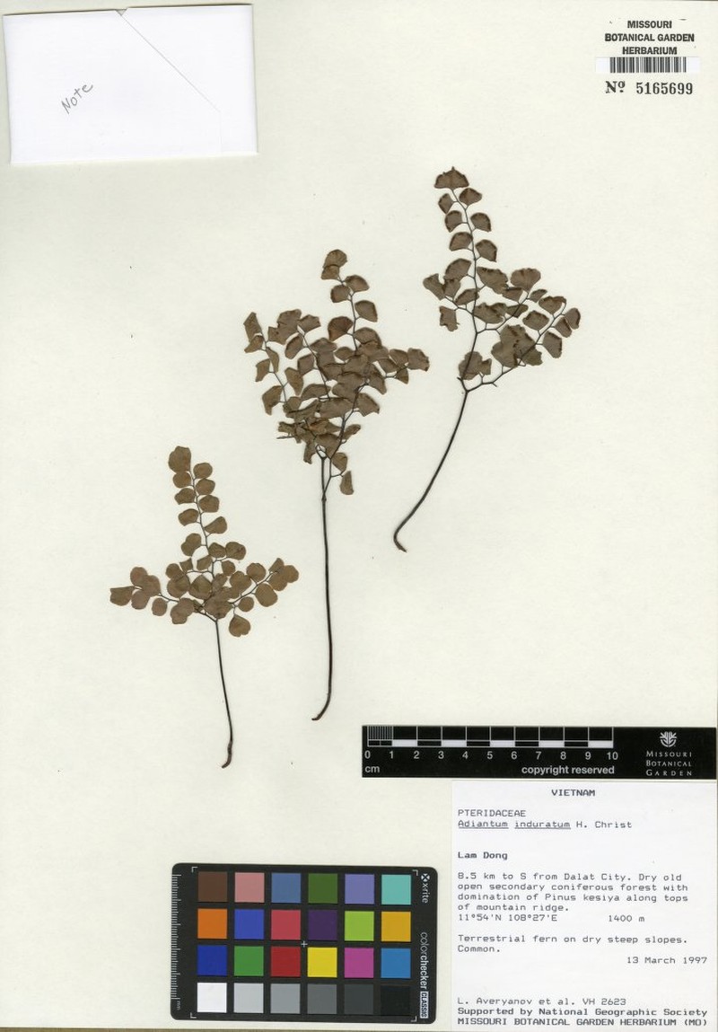 Adiantum induratum