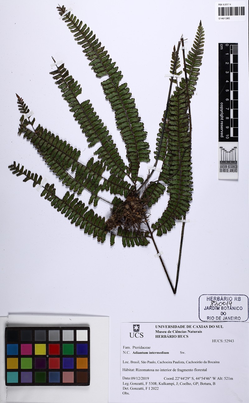 Adiantum intermedium