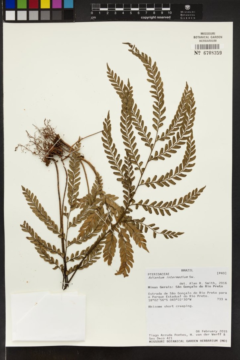 Adiantum intermedium photo 2