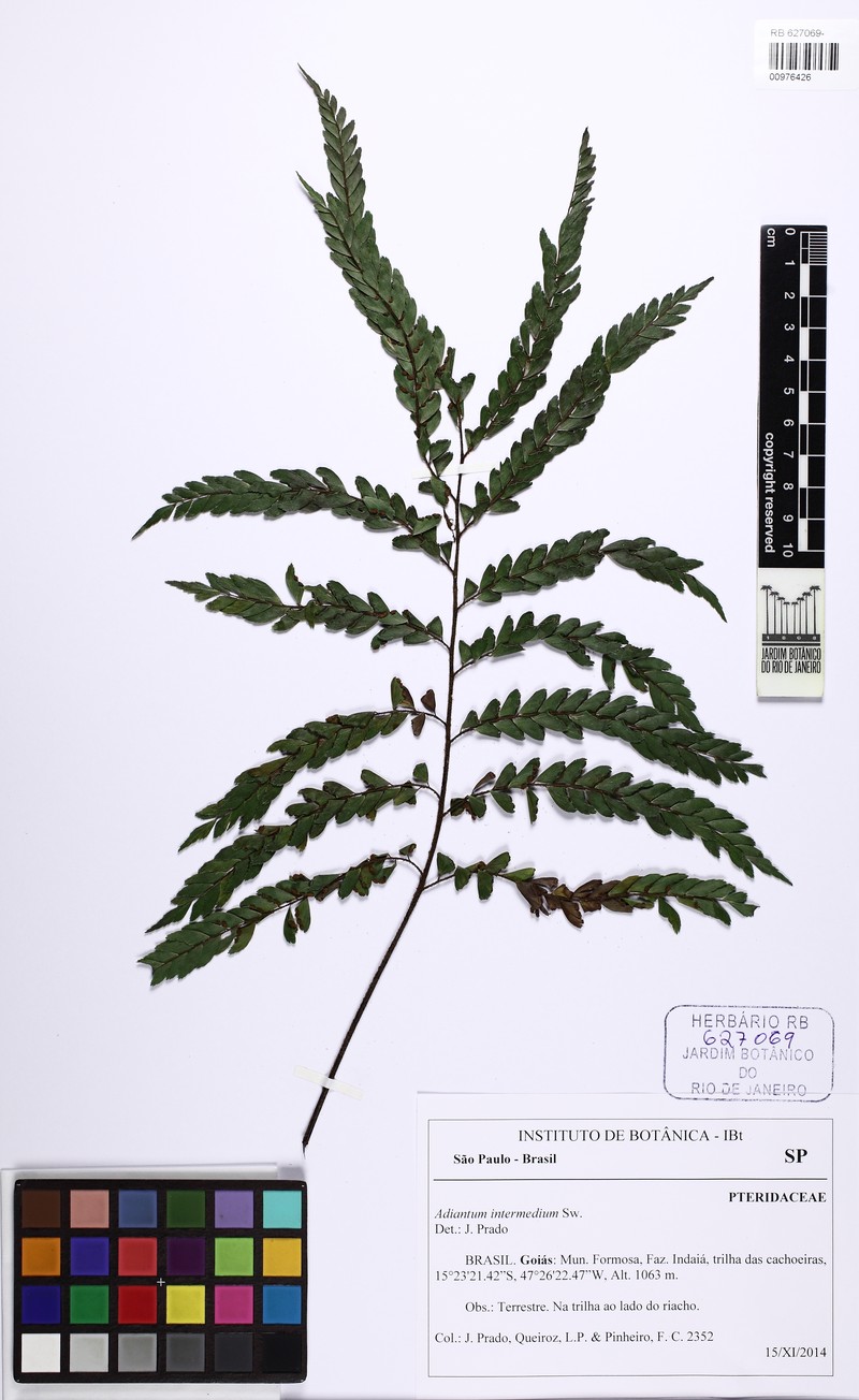 Adiantum intermedium photo 3