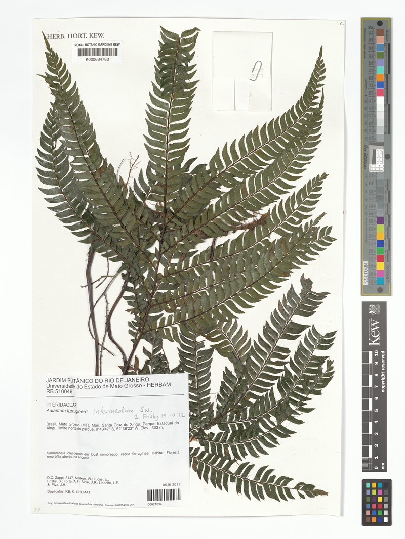 Adiantum intermedium photo 4