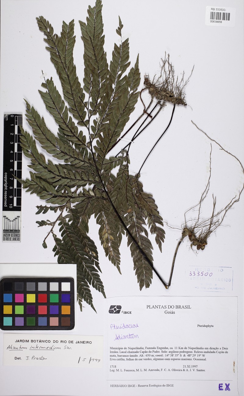 Adiantum intermedium photo 5