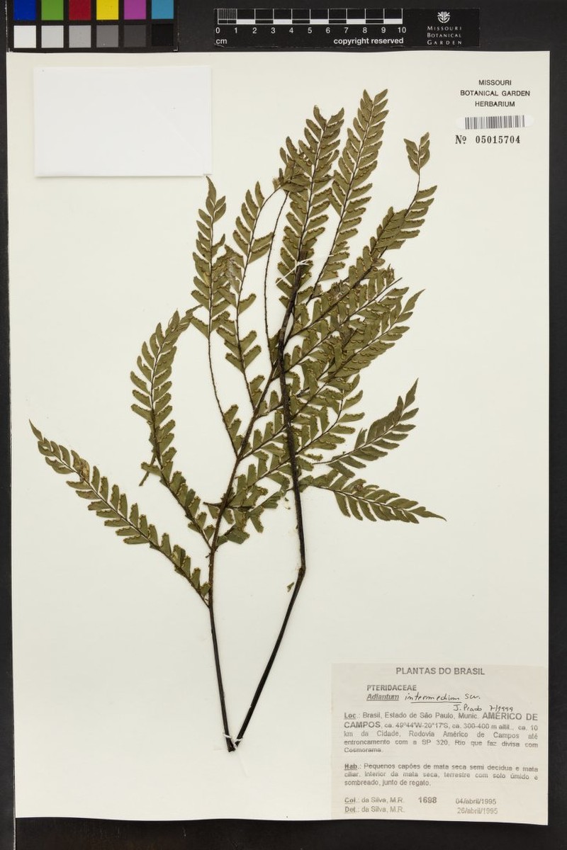 Adiantum intermedium photo 6