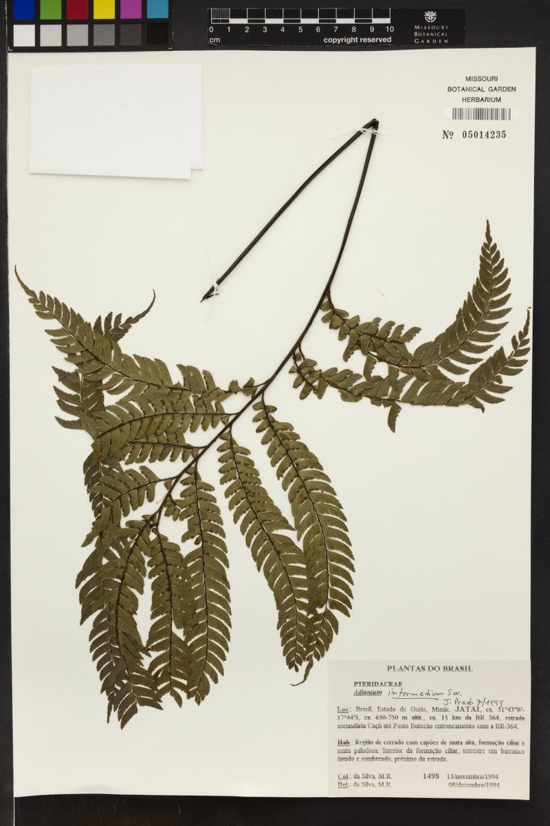 Adiantum intermedium photo 7