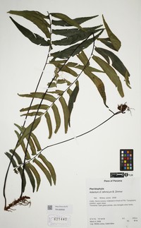 Adiantum isthmicum
