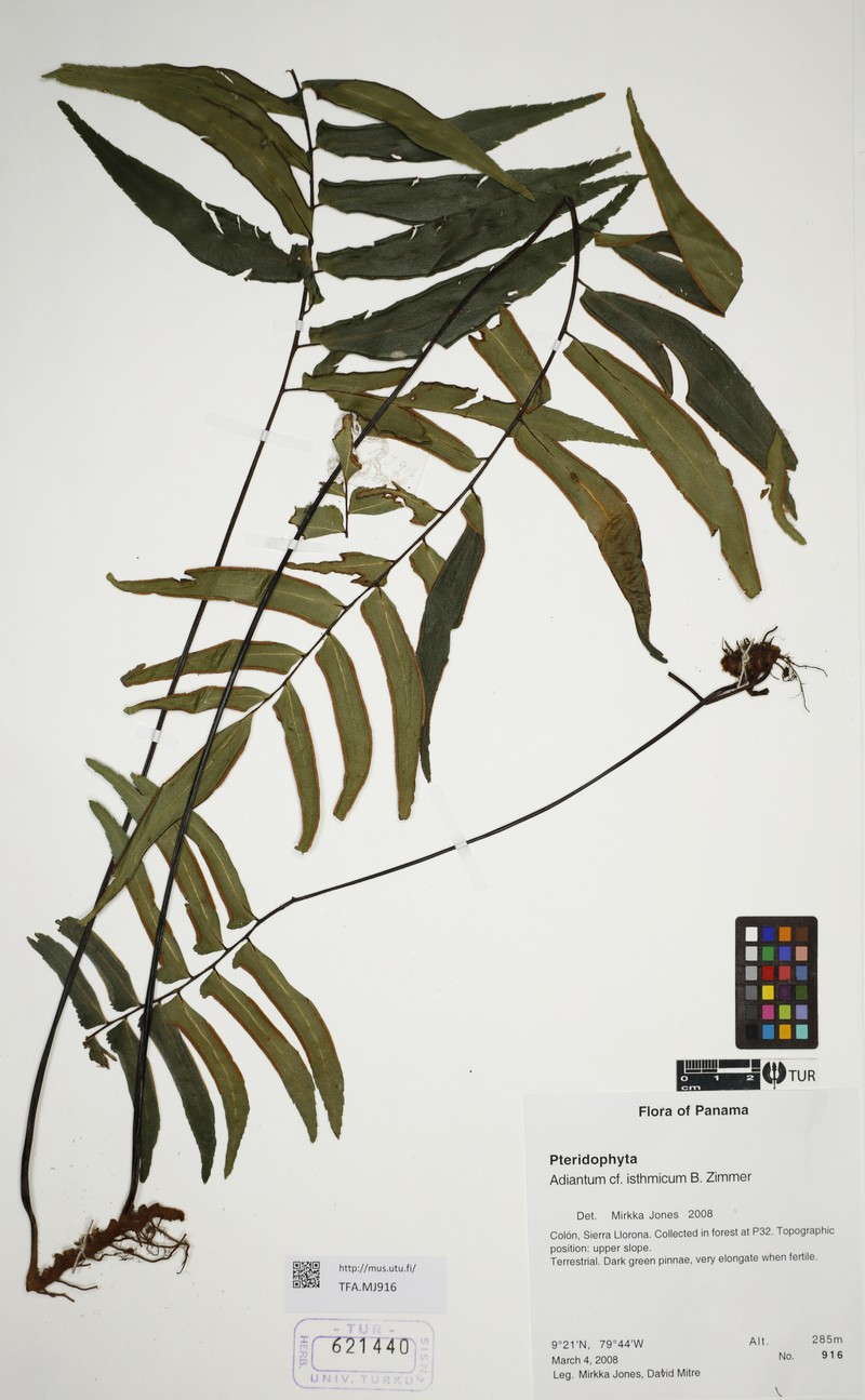Adiantum isthmicum