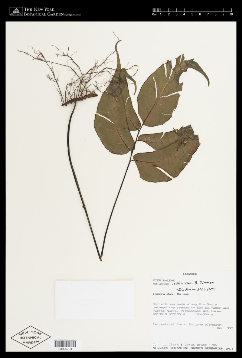 Adiantum isthmicum photo 2